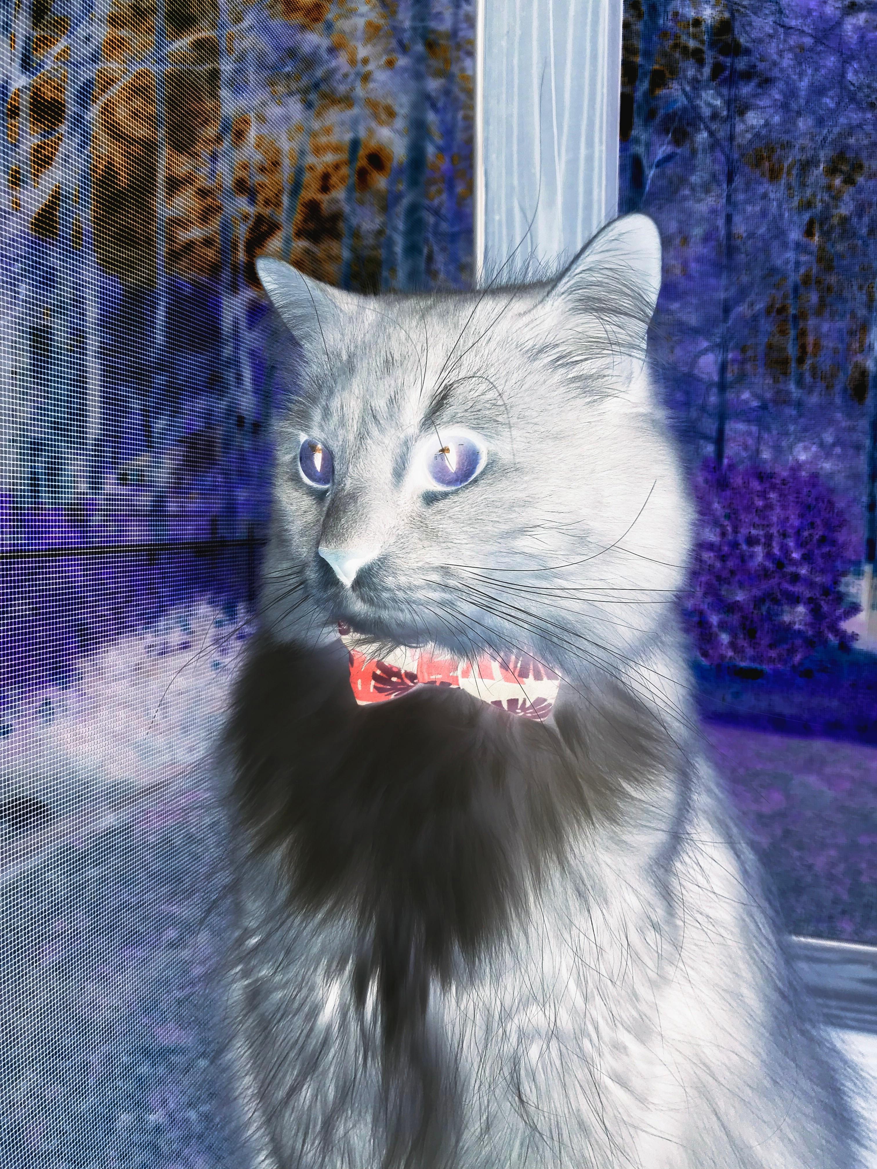 西决生死战焦点战，牙买加节奏如何掌控英格兰命运