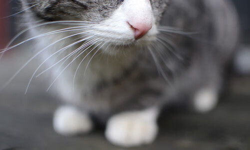 铁壁之下，紫百合凋零—马竞窒息式防守绞杀佛罗伦萨艺术足球