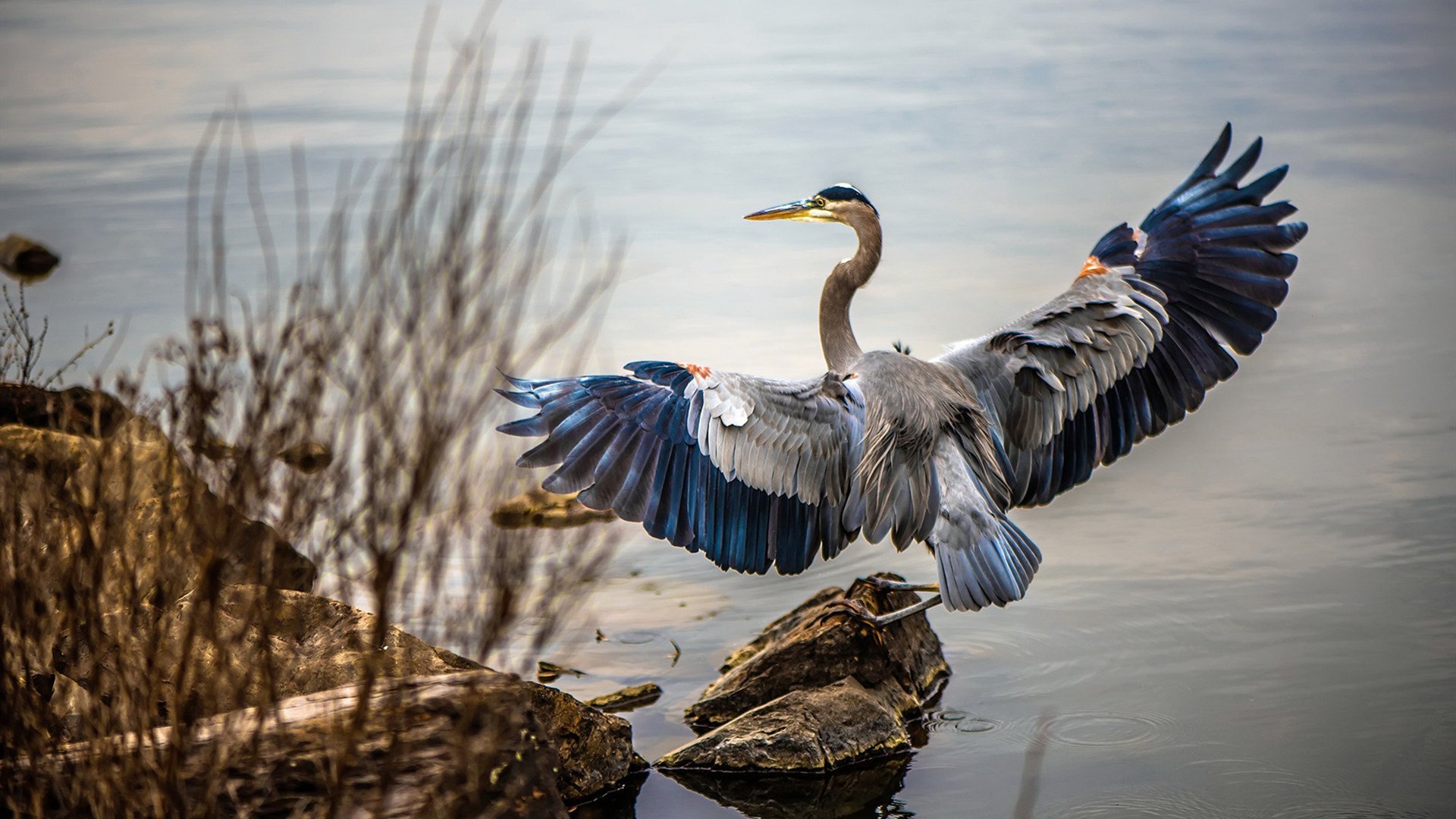 以平凡铸就非凡，拉齐奥352教科书，阿尔瓦雷斯在半决赛的战术质变