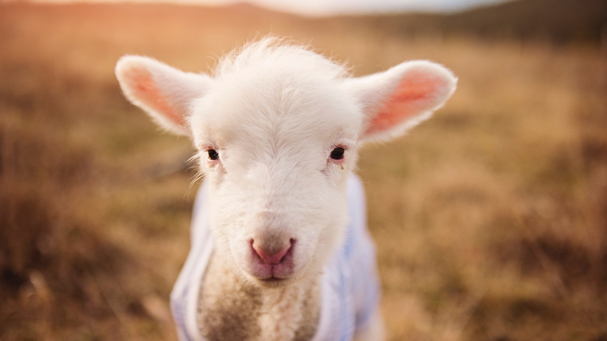 莱比锡风暴席卷红魔陨落，凯塞多的时代宣言在美加墨上演