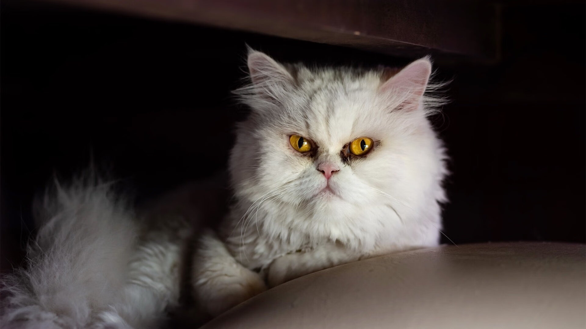 开云体育在线-足球世界的双核启示，乌拉圭打穿几内亚，凯恩在意甲焦点战接管比赛