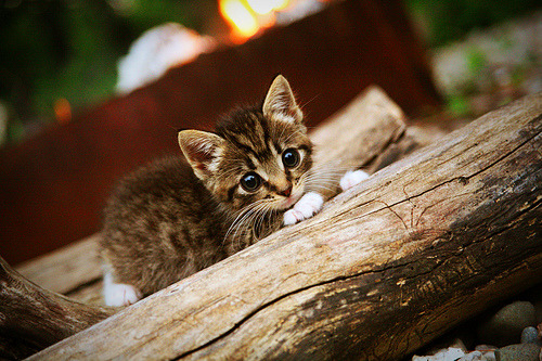 风暴眼与寂静岭，当马克西用连续得分改写公牛与步行者的剧本